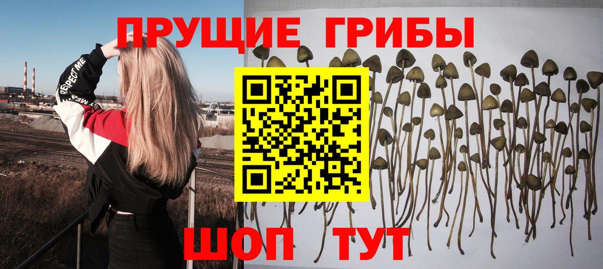 Галлюциногенные грибы ЛСД  Галлюциногенные грибы Psilocybine cubensis  Вход с VPN  Майкоп 